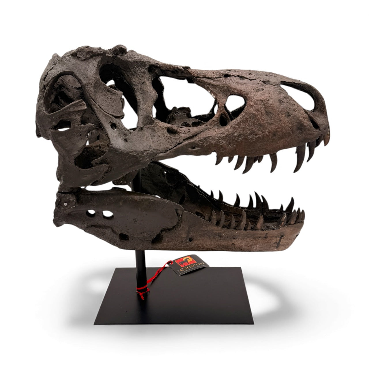 Dramatic Tyrannosaurus Sculpture in Chestnut Brown